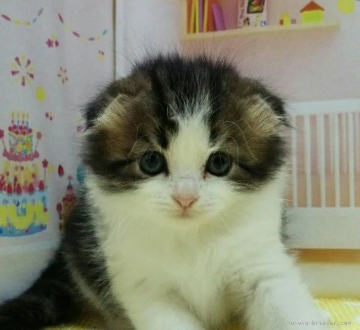 ID:1803-00657の子猫