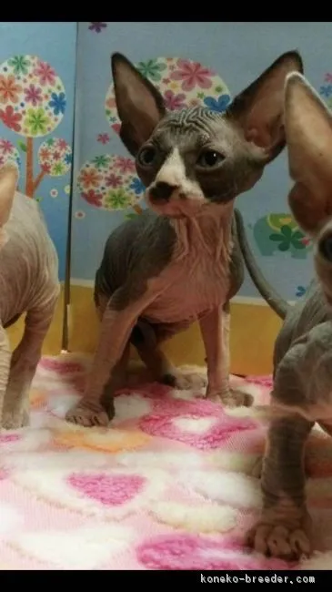 ID：1712-00461の子猫