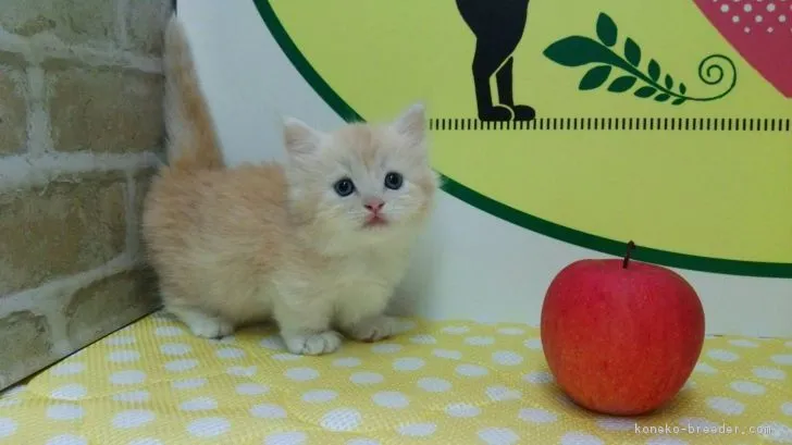 ID:1809-00639の子猫