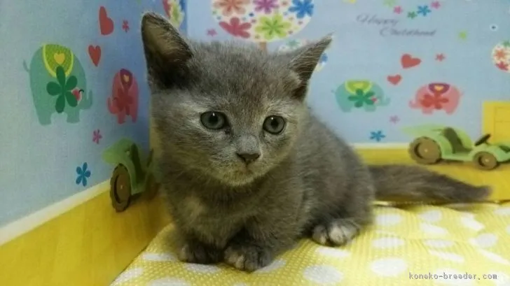 ID：1712-00558の子猫