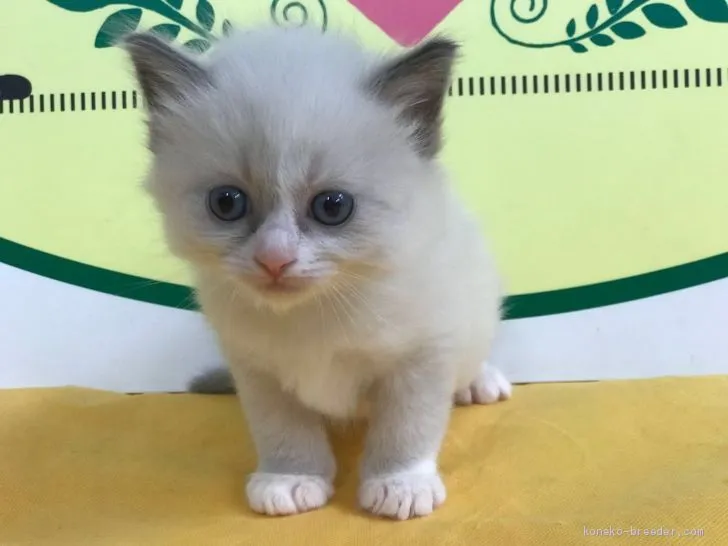 ID:2005-00547の子猫