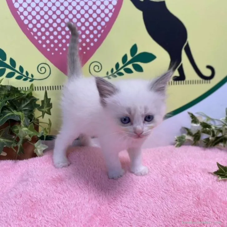 ID：2306-02398の子猫