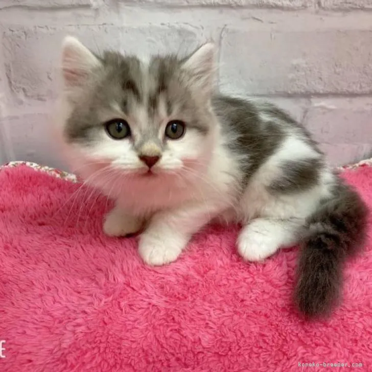 ID:2208-02244の子猫