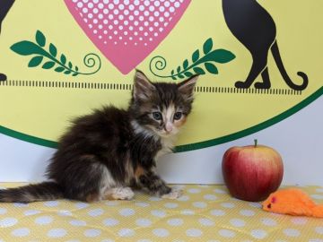 ノルウェージャンフォレストキャット【栃木県・女の子・2021年4月24日・キャリコ】の写真「ふわふわの女の子です！」