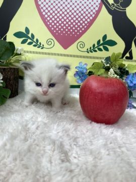 ラグドール【栃木県・女の子・2022年3月29日・ブルーポイントバイカラー】の写真「やんちゃな３頭兄妹です！」