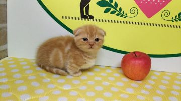 マンチカン(短足)【栃木県・男の子・2018年10月28日・耳折れで丸顔短足の可愛いレッドタビーの男の子です。】の写真「綺麗なレッドタビーのカラーの短足のマンチカンです。」