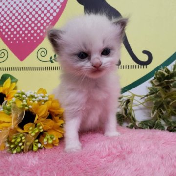 ラグドール【栃木県・男の子・2024年5月7日・ブルーポイントバイカラー】の写真「２頭兄弟です！！」