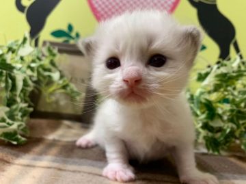 ラグドール【栃木県・男の子・2021年3月24日・ブルーポイント】の写真「6頭兄弟です。」
