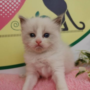 ラグドール【栃木県・男の子・2023年3月8日・ブルーポイントバイカラー】の写真「５頭兄弟です！」