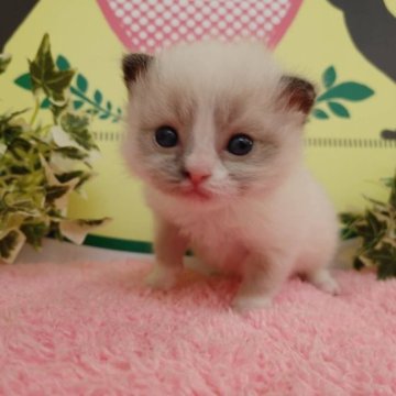 ラグドール【栃木県・女の子・2023年2月25日・ブルーポイントバイカラー】の写真「２頭兄弟です！」