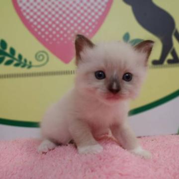 ラグドール【栃木県・男の子・2022年7月15日・ブルーポイント】の写真「５頭兄妹です！」