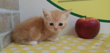 マンチカン(短足)【栃木県・男の子・2019年3月24日・レッドタビー】の写真「とても可愛い短足のマンチカンの子猫ちゃんです！」