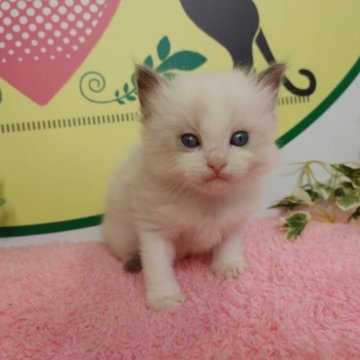 ラグドール【栃木県・男の子・2023年3月8日・ブルーポイントバイカラー】の写真「５頭兄弟です！」
