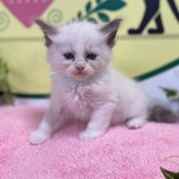ラグドール【栃木県・男の子・2023年5月13日・ブルーポイントバイカラー】の写真「６頭兄妹です！」
