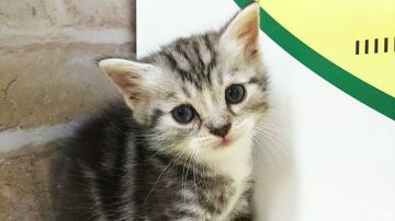 スコティッシュストレート【栃木県・男の子・2018年5月24日・シルバータビー】の写真「とても可愛いシルバータビーの男の子です！！」