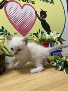 ラグドール【栃木県・男の子・2021年7月4日・ブルーポイント】の写真「6頭兄弟です！！」