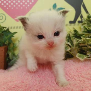 ラグドール【栃木県・男の子・2022年10月6日・ブルーポイント】の写真「４頭兄妹です！」