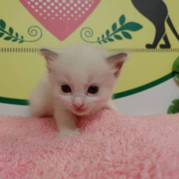 ラグドール【栃木県・男の子・2022年7月15日・ブルーポイントバイカラー】の写真「５頭兄妹です！」