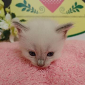 ラグドール【栃木県・女の子・2022年7月15日・ブルーポイント】の写真「５頭兄妹です！」