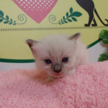 ラグドール【栃木県・男の子・2022年7月15日・ブルーポイント】の写真「５頭兄妹です！」