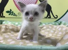 ラグドール【栃木県・男の子・2018年4月14日・シールポイントバイカラー】の写真1