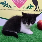 ミックス(エキゾチック×ロシアンブルー)【栃木県・女の子・2023年3月8日・ブラック&ホワイト】の写真1