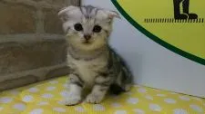 スコティッシュフォールド(折れ耳)【栃木県・女の子・2018年5月28日・シルバータビー】の写真1「とても可愛い女の子です!」