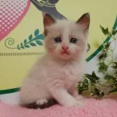 ラグドール【栃木県・女の子・2023年6月7日・ブルーポイントバイカラー】の写真1