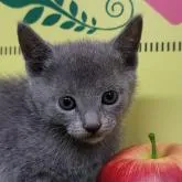 ロシアンブルー【栃木県・男の子・2022年9月18日・ブルー】の写真1