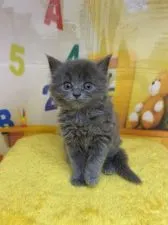 ラガマフィン【栃木県・女の子・2020年3月3日・ブルー】の写真2「カメラ目線でおすまし」