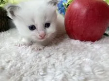 ラグドール【栃木県・男の子・2022年3月29日・ブルーポイント】の写真2