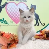 ラグドール【栃木県・男の子・2024年8月1日・ブルーポイント】の写真2