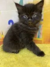 ラガマフィン【栃木県・男の子・2020年3月3日・ブラック】の写真2「小顔でイケメンです」