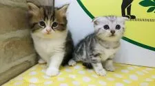 スコティッシュフォールド(折れ耳)【栃木県・女の子・2018年5月28日・シルバータビー】の写真3「とても仲良しなんですよ!」