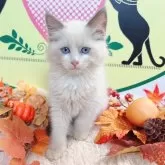 ラグドール【栃木県・男の子・2024年8月1日・ブルーポイント】の写真4