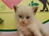 ラグドール【栃木県・女の子・2023年8月8日・シールポイント】の写真4