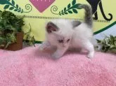 ラグドール【栃木県・男の子・2023年5月13日・ブルーポイントバイカラー】の写真4