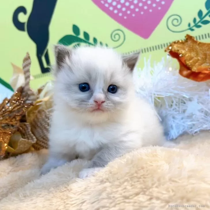 ID:2412-01774の子猫
