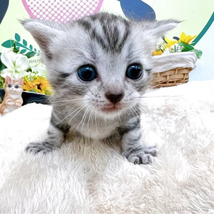 ID：2507-03299の子猫