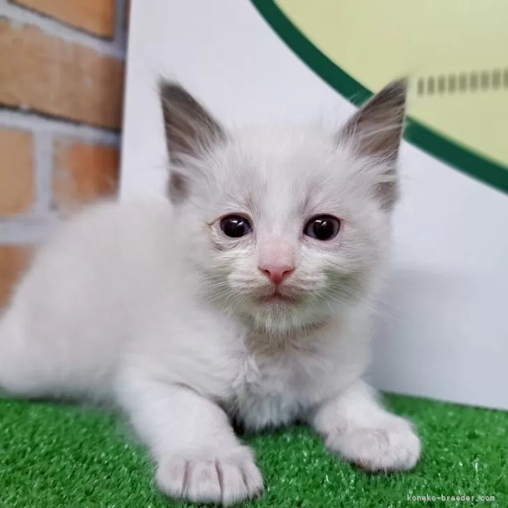 ID:2505-02836の子猫