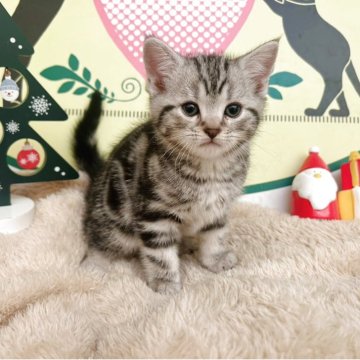 アメリカンショートヘア【栃木県・男の子・2025年11月3日・シルバータビー】の写真「4頭兄弟です！！」