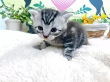 アメリカンショートヘア【栃木県・男の子・2025年7月3日・シルバータビー】の写真2