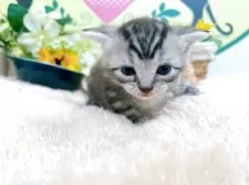 アメリカンショートヘア【栃木県・男の子・2025年7月3日・シルバータビー】の写真3