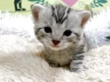 アメリカンショートヘア【栃木県・男の子・2025年11月3日・シルバータビー】の写真6