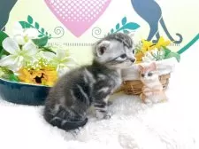 アメリカンショートヘア【栃木県・男の子・2025年7月3日・シルバータビー】の写真4