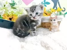 アメリカンショートヘア【栃木県・男の子・2025年7月3日・シルバータビー】の写真5