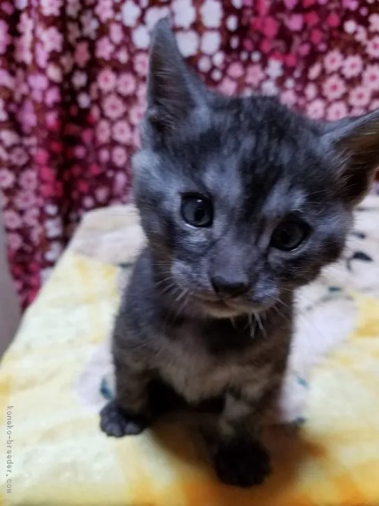 M子 様のお迎えした子猫