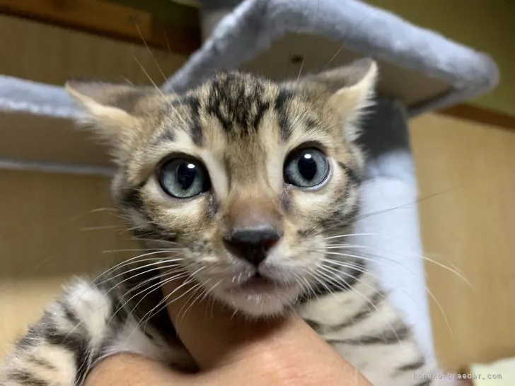 ID：2112-00514の子猫