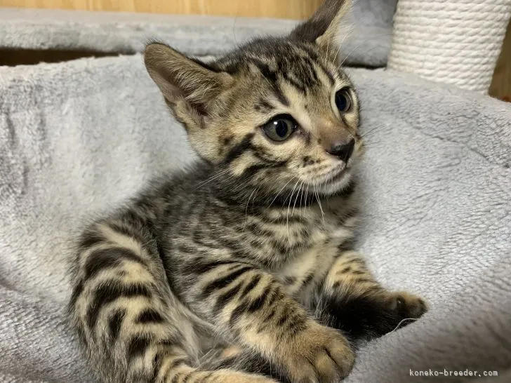 ID:2112-00521の子猫