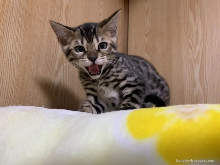 ID：2106-00955の子猫
